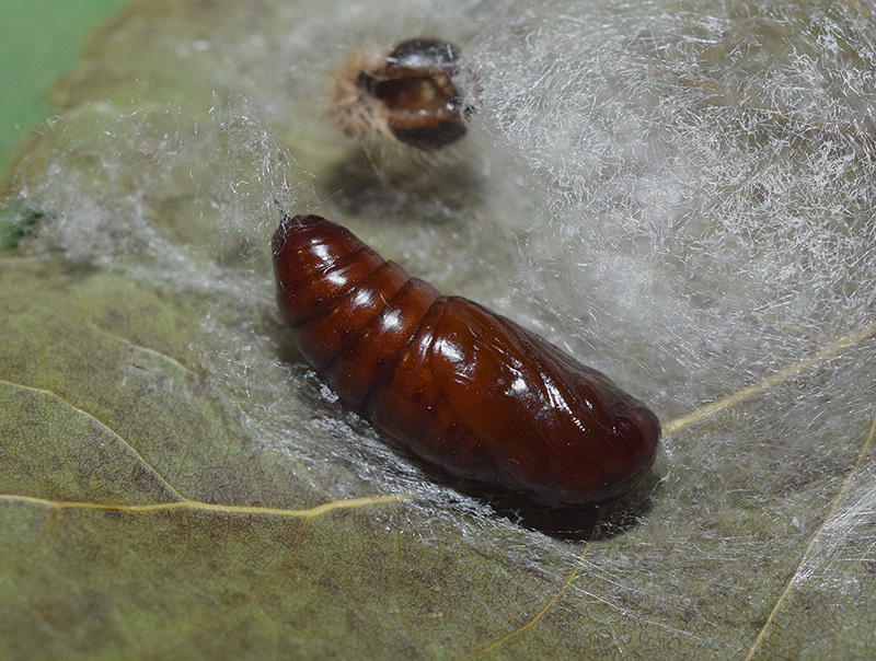 Clostera curtula e Clostera anastomosis - Notodontidae